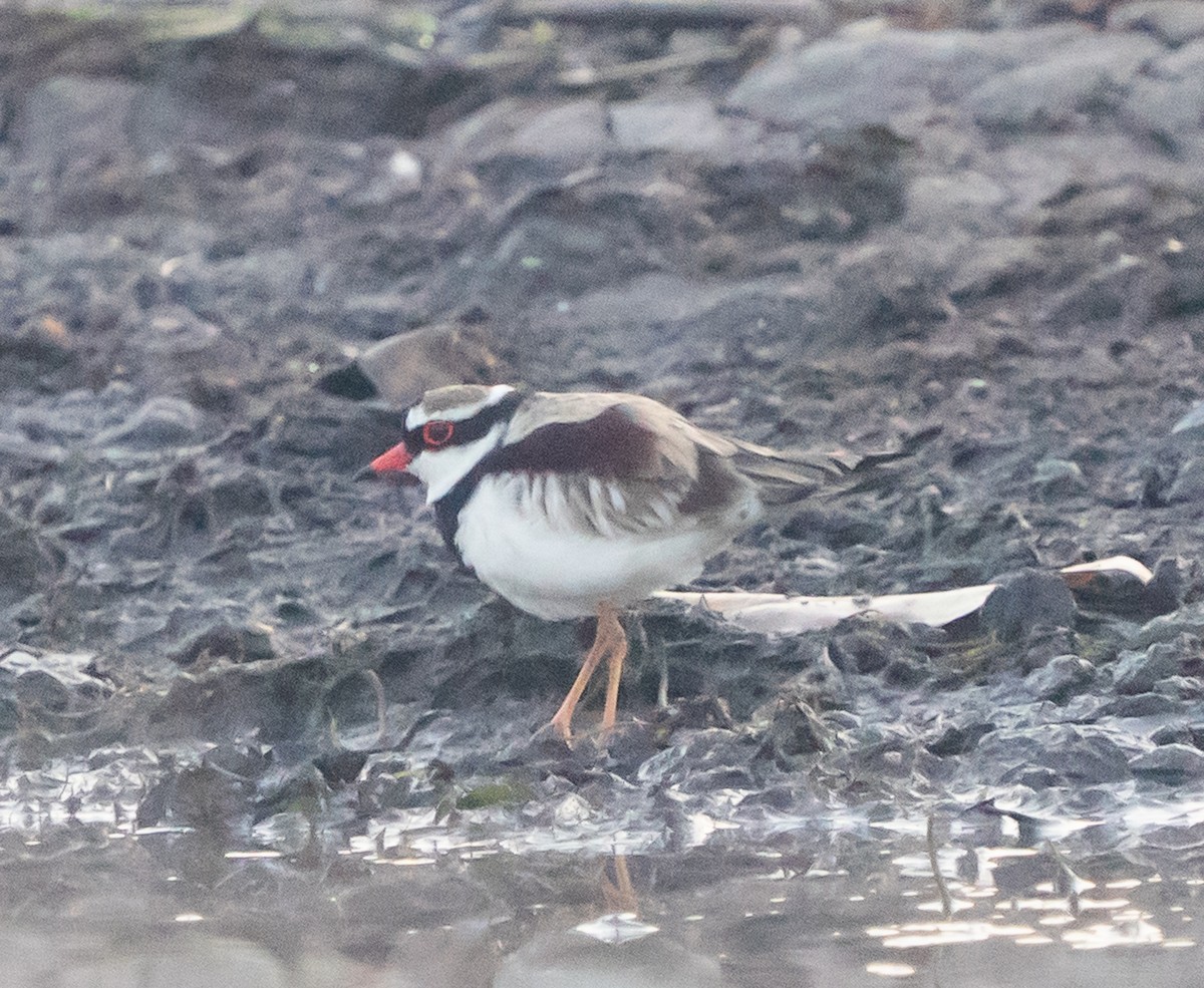 Black-fronted Dotterel - ML643497798
