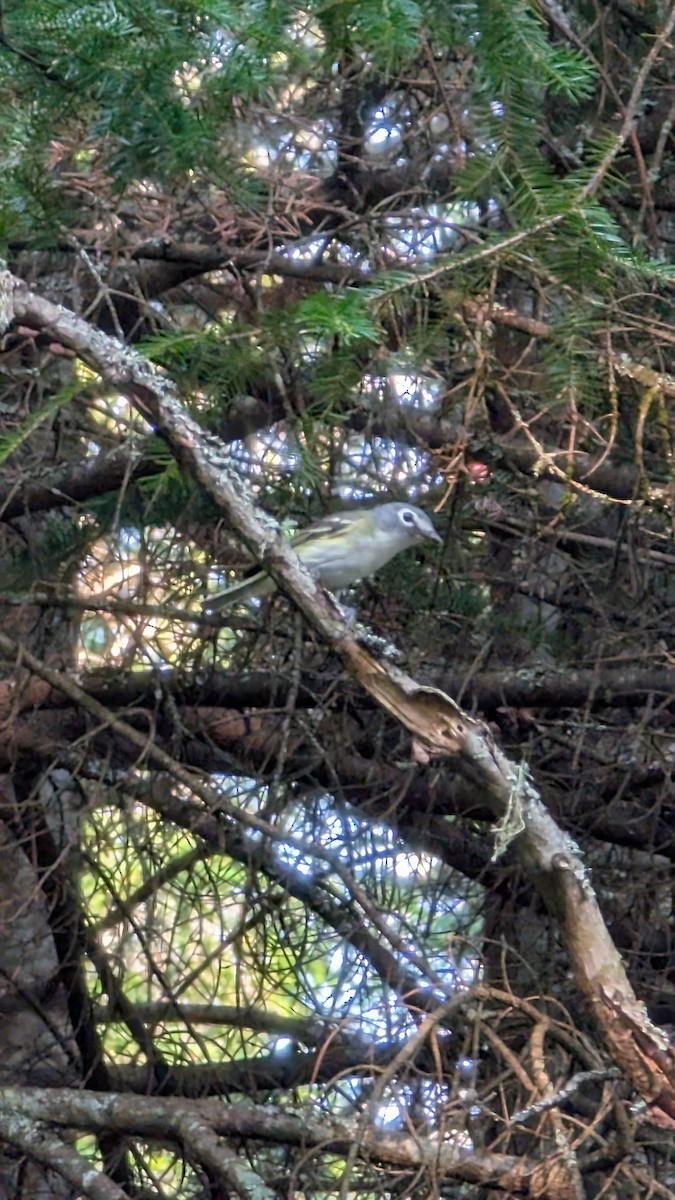 Graukopfvireo - ML643497800
