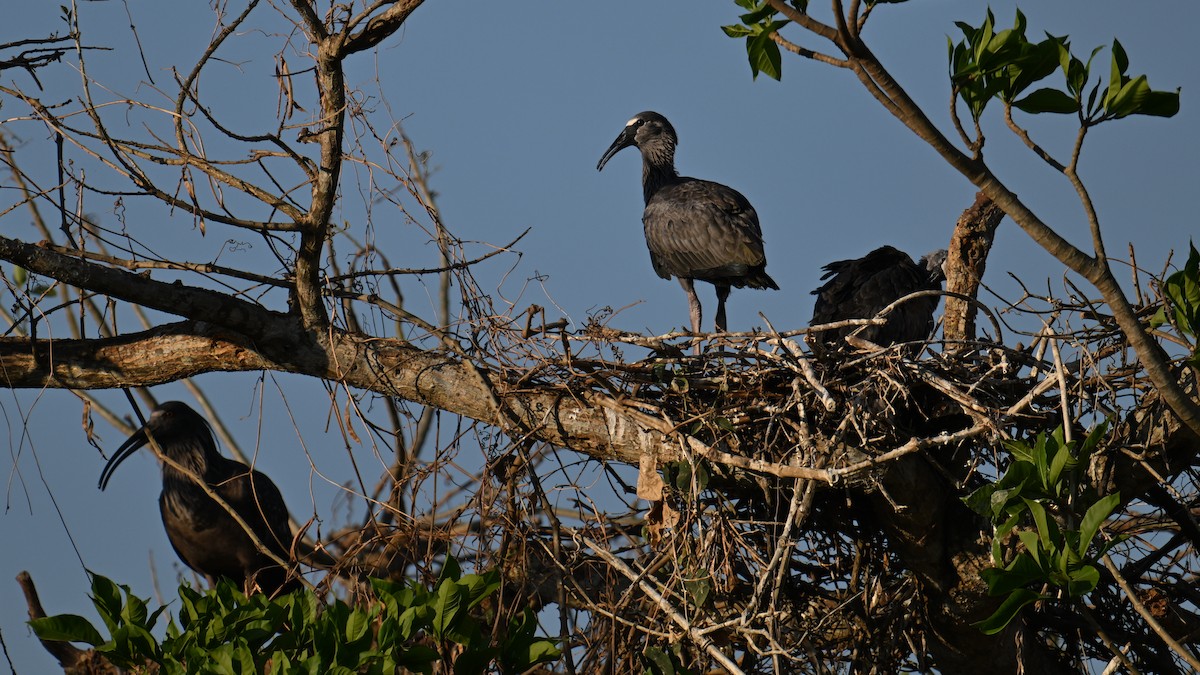 Plumbeous Ibis - ML643497808