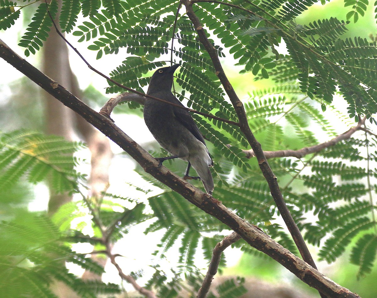Rarotonga Starling - ML643497812