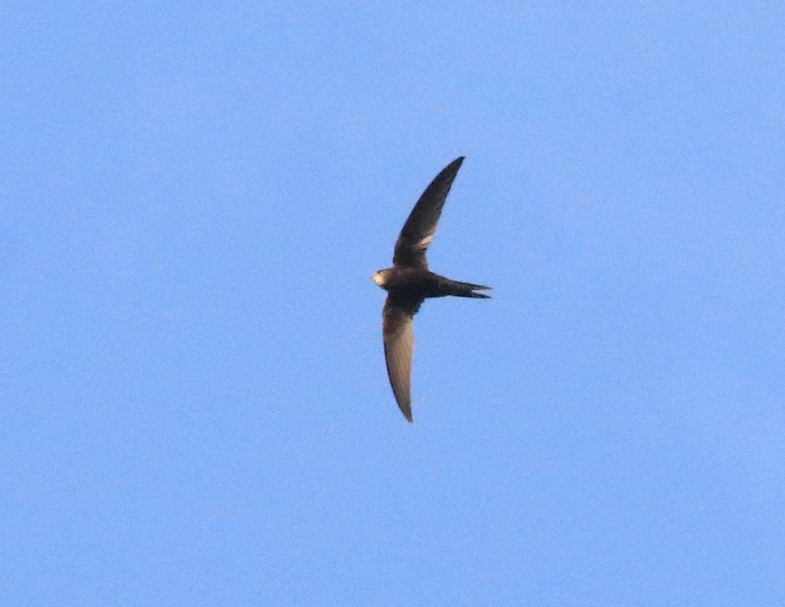 Common Swift - ML643497818