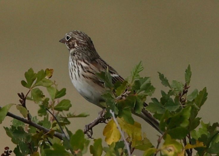 Vesper Sparrow - ML643497831