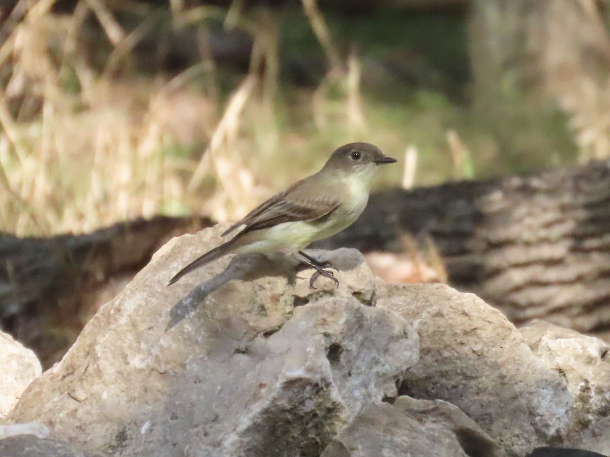 Eastern Phoebe - ML643497850