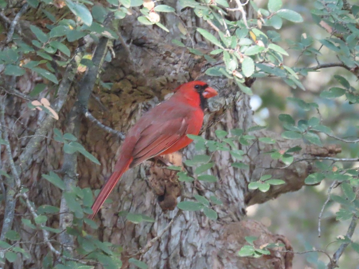 Northern Cardinal - ML643497906