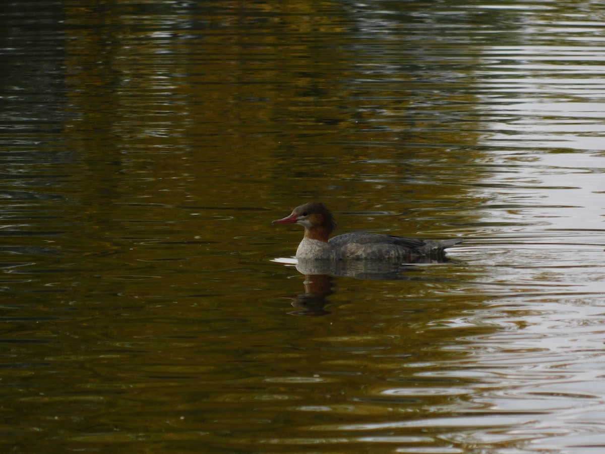 Common Merganser - ML643497912