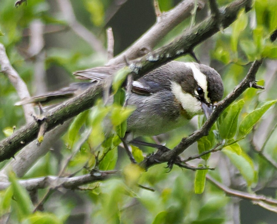 Ringed Warbling Finch - ML643497924