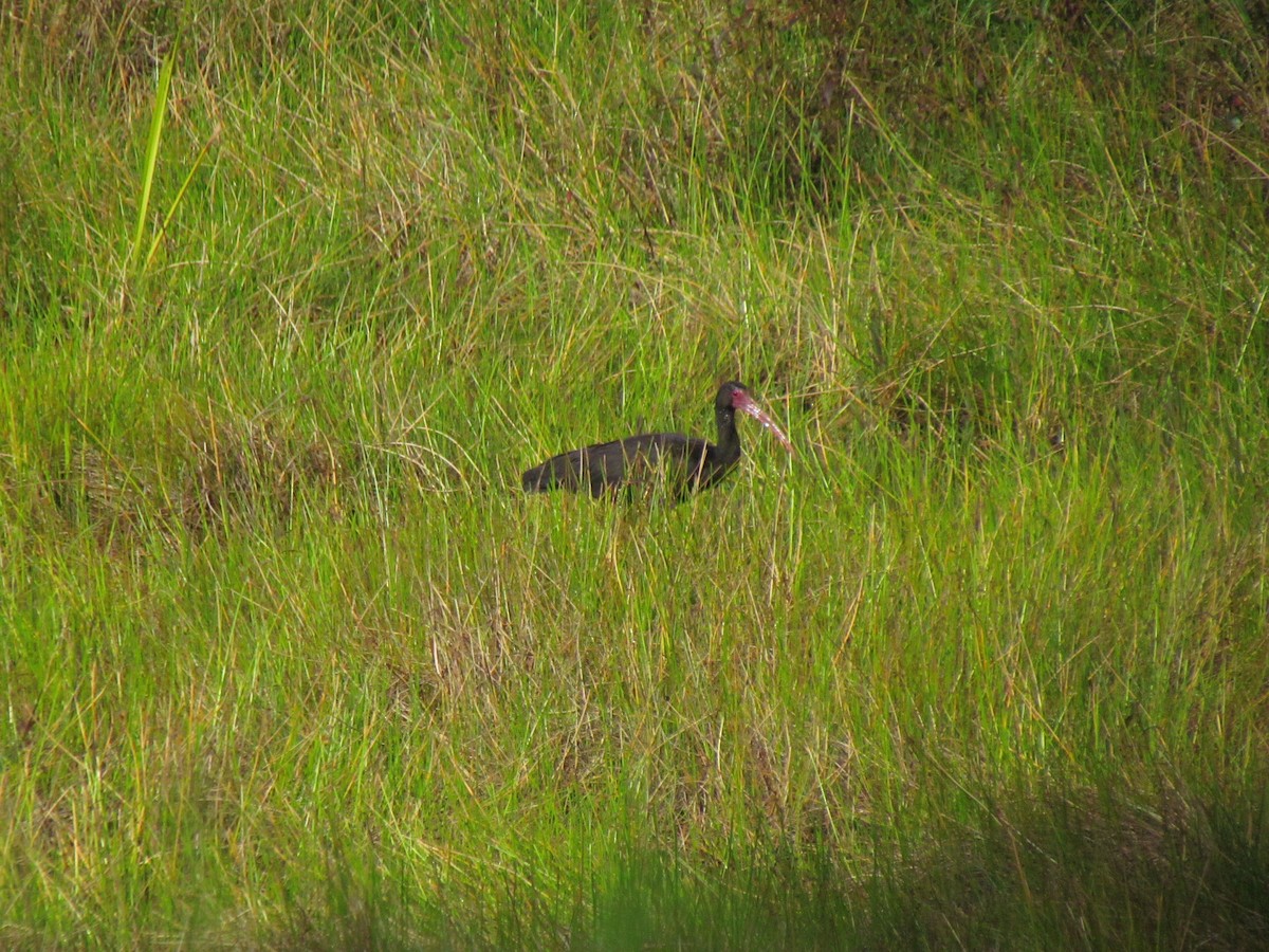 Bare-faced Ibis - ML643497926