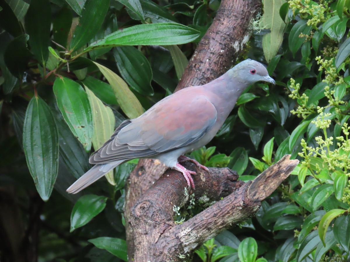Pale-vented Pigeon - ML643497927