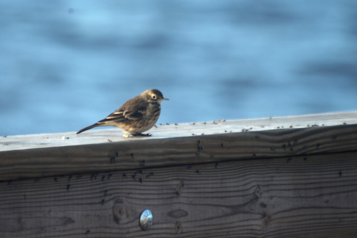 American Pipit - ML643497947