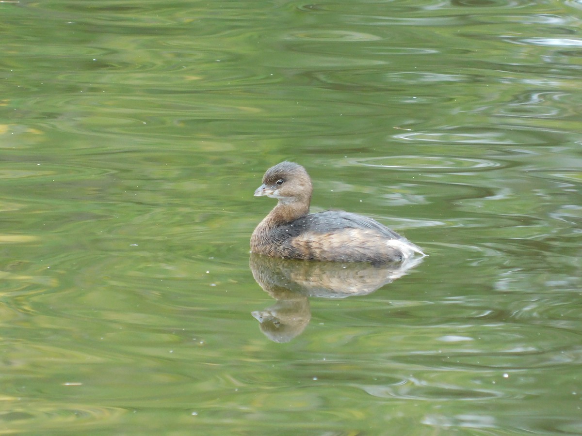 Pied-billed Grebe - ML643497949