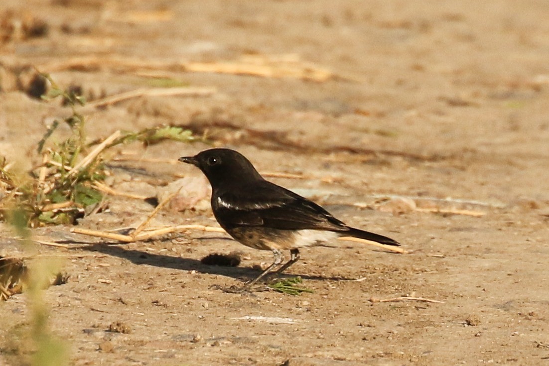クロノビタキ - ML643497951