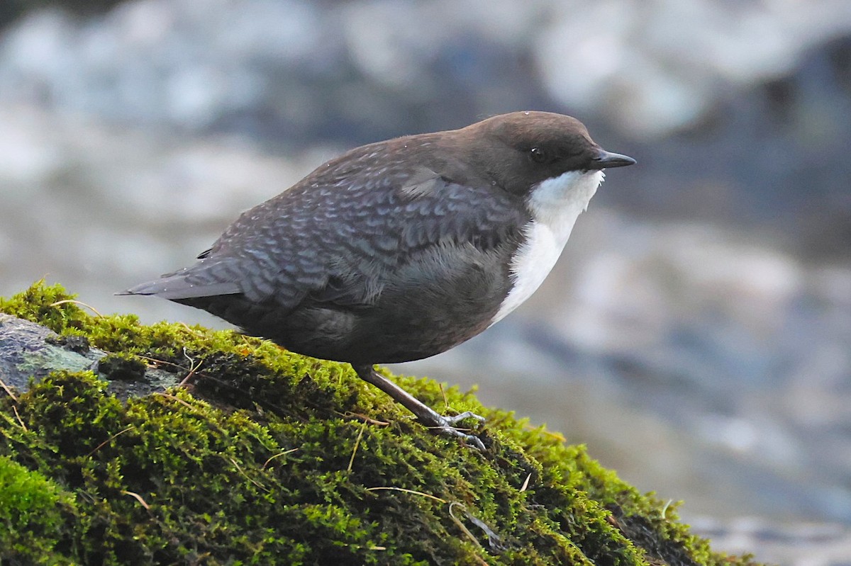 White-throated Dipper - ML643497952