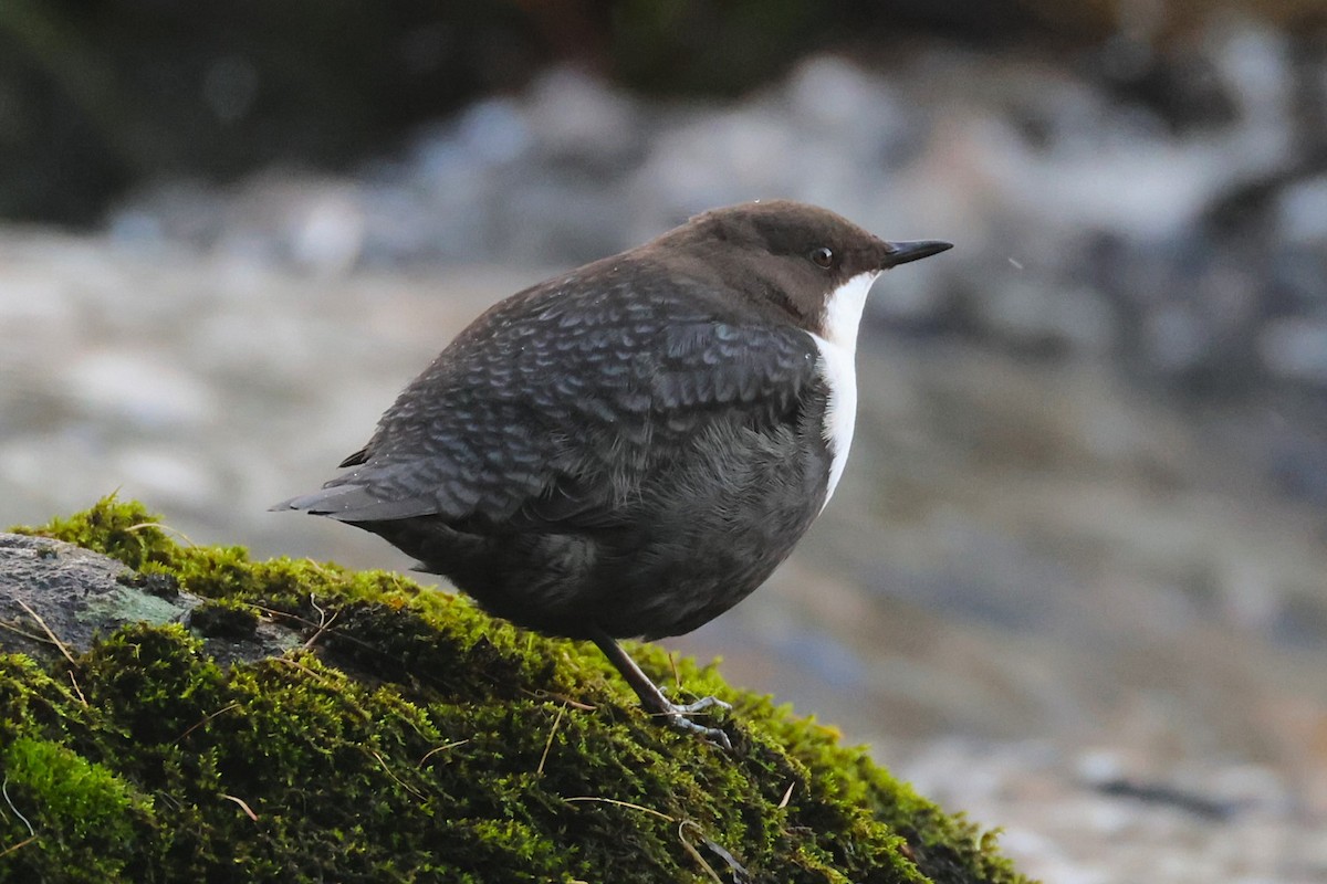 White-throated Dipper - ML643497953