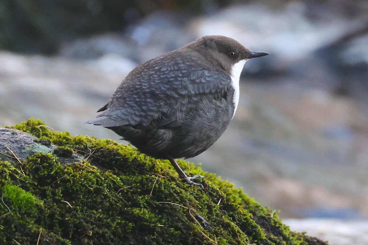 White-throated Dipper - ML643497954