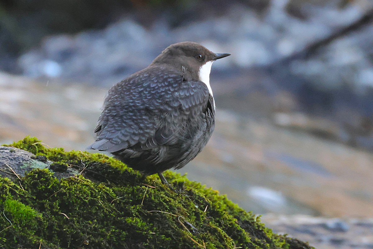 White-throated Dipper - ML643497955