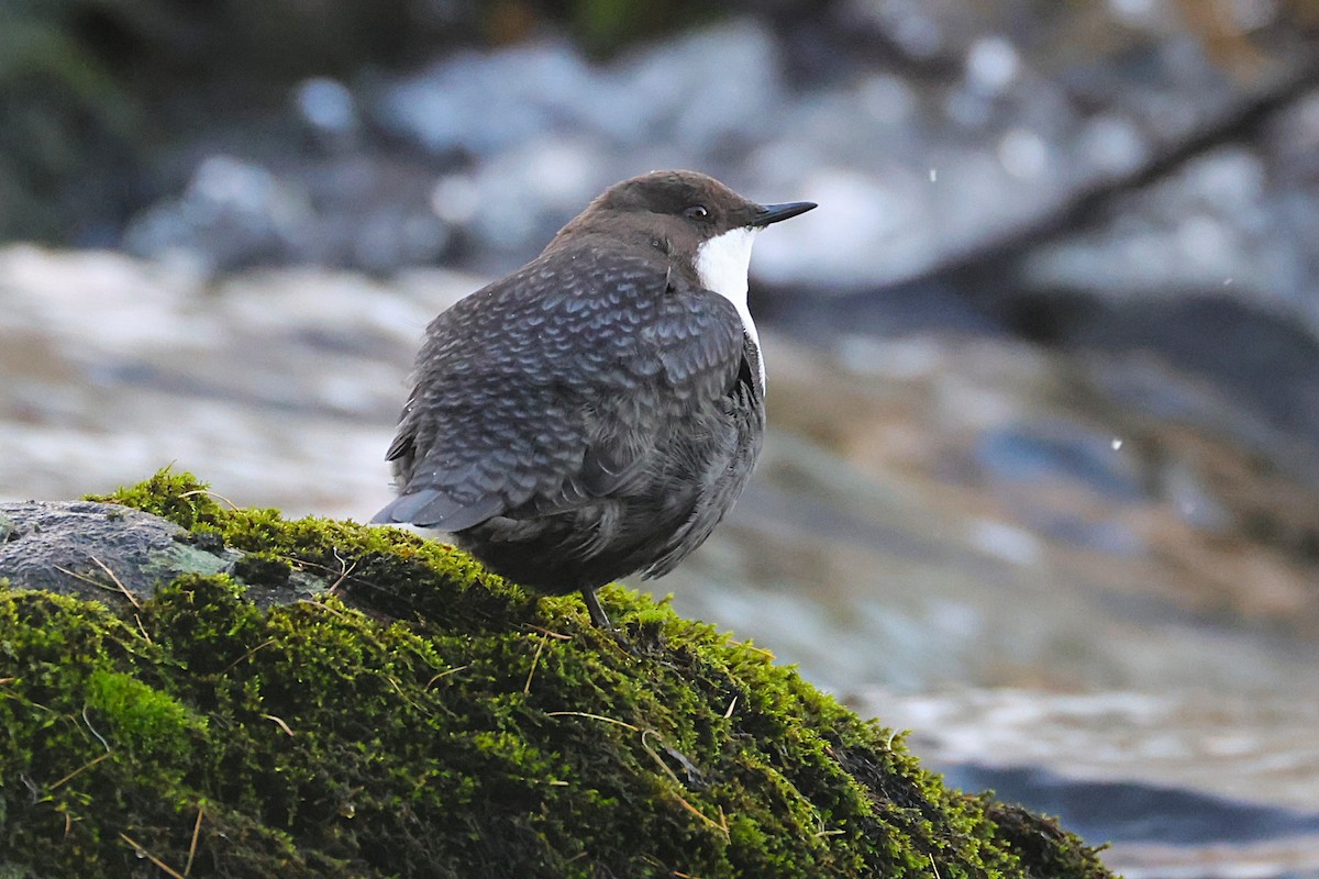 White-throated Dipper - ML643497956