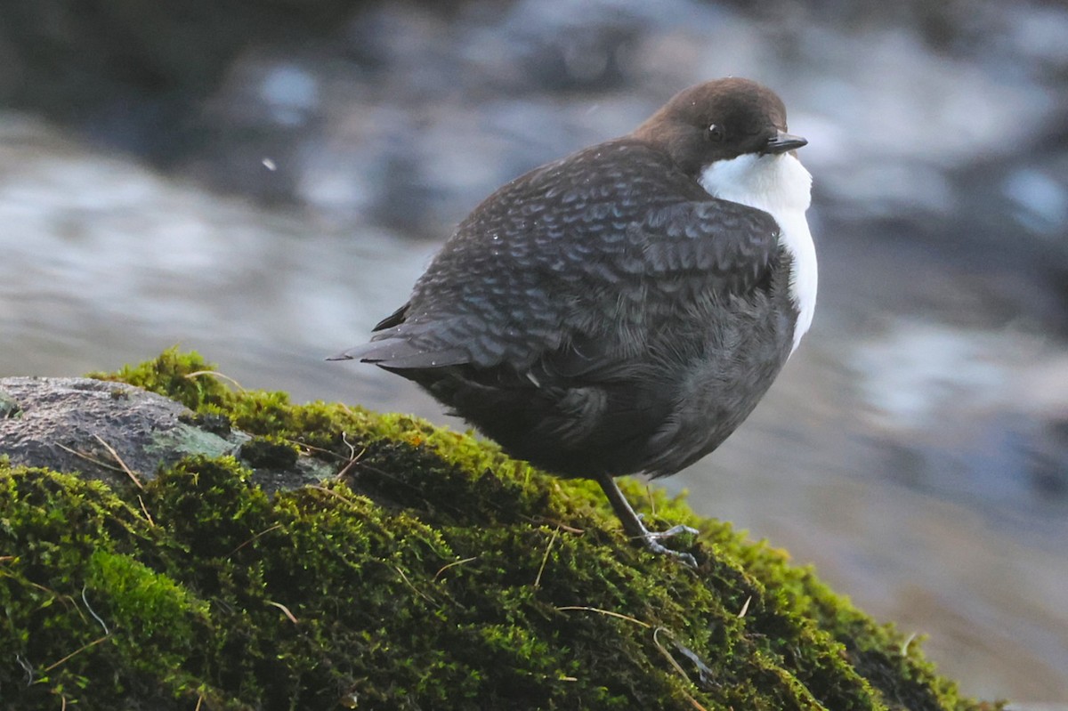 White-throated Dipper - ML643497957