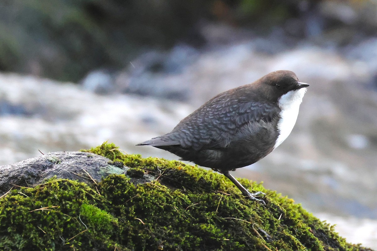 White-throated Dipper - ML643497958