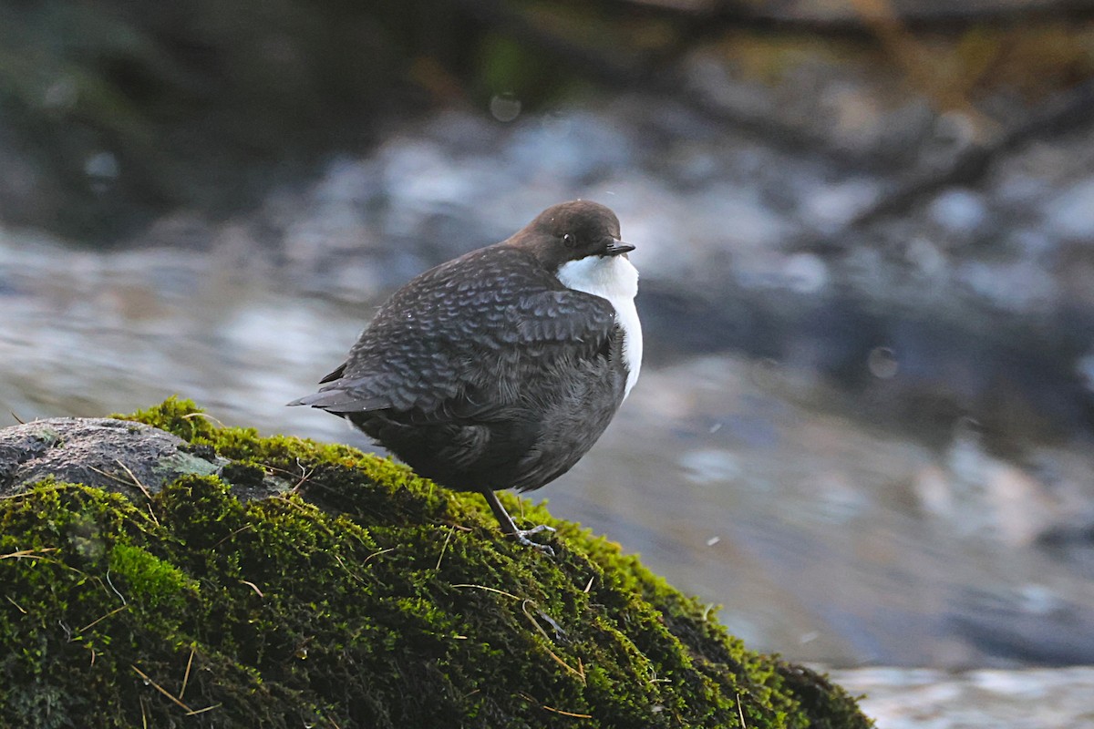 White-throated Dipper - ML643497959