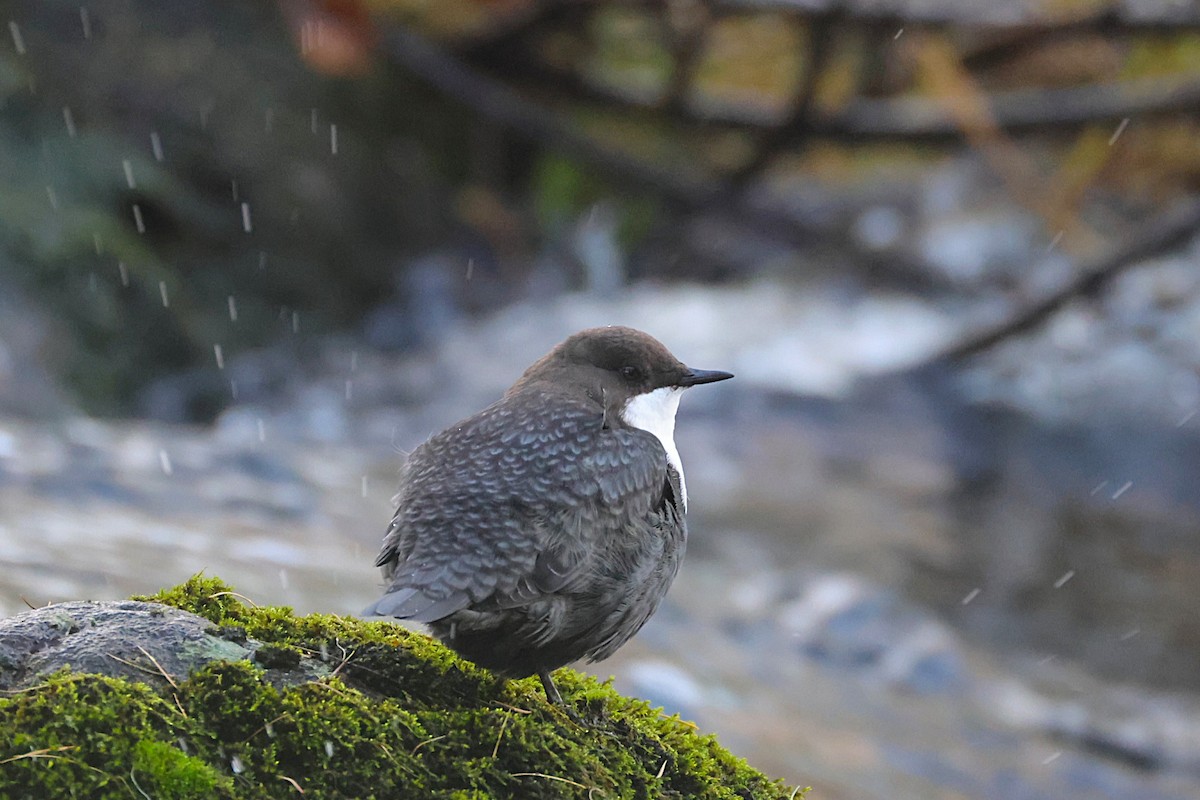 White-throated Dipper - ML643497960