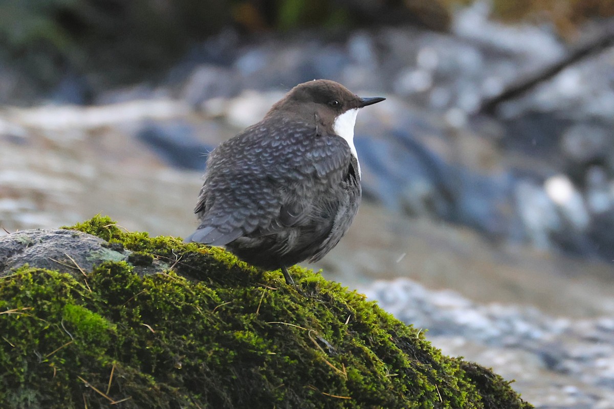 White-throated Dipper - ML643497961
