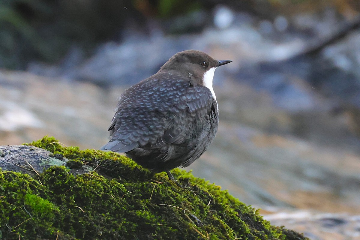 White-throated Dipper - ML643497962