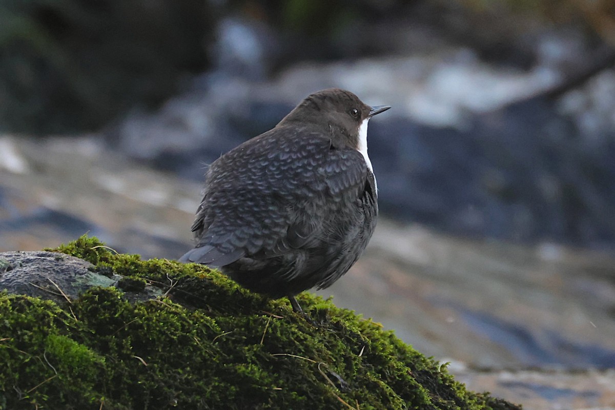 White-throated Dipper - ML643497963