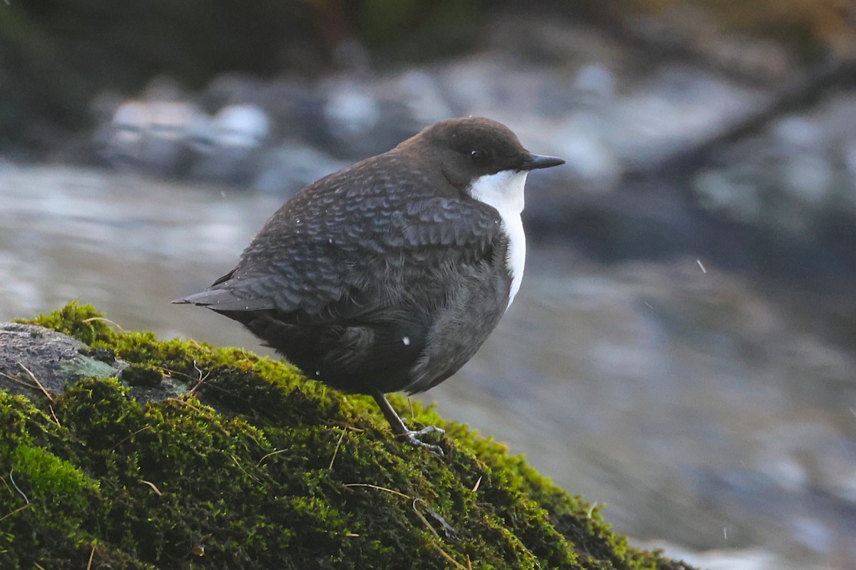 White-throated Dipper - ML643497964
