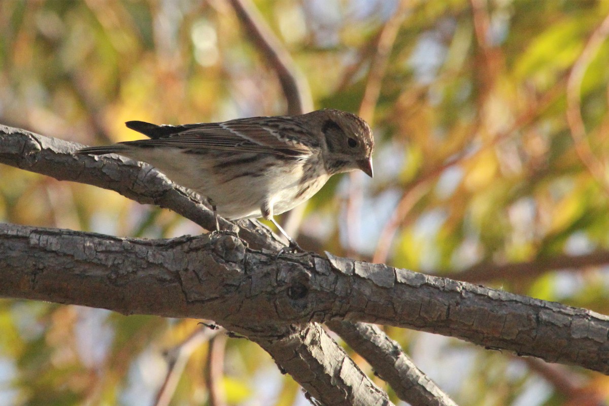 Буулгат хөмрөг - ML643497973