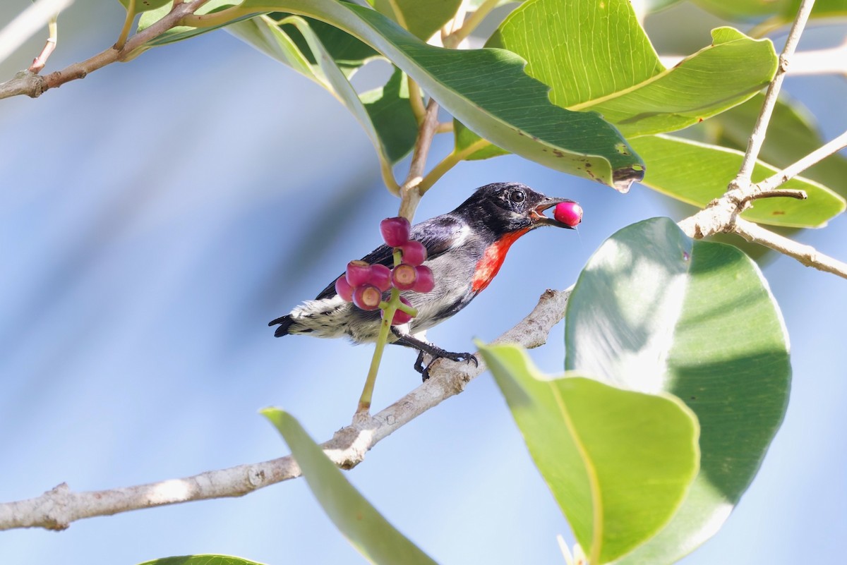 Gray-sided Flowerpecker - ML643497975