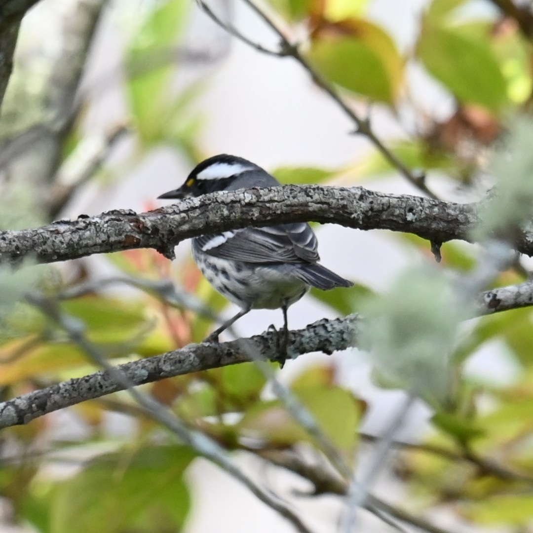 Black-throated Gray Warbler - ML643497988