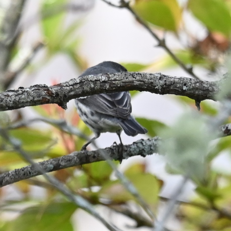 Black-throated Gray Warbler - ML643497989