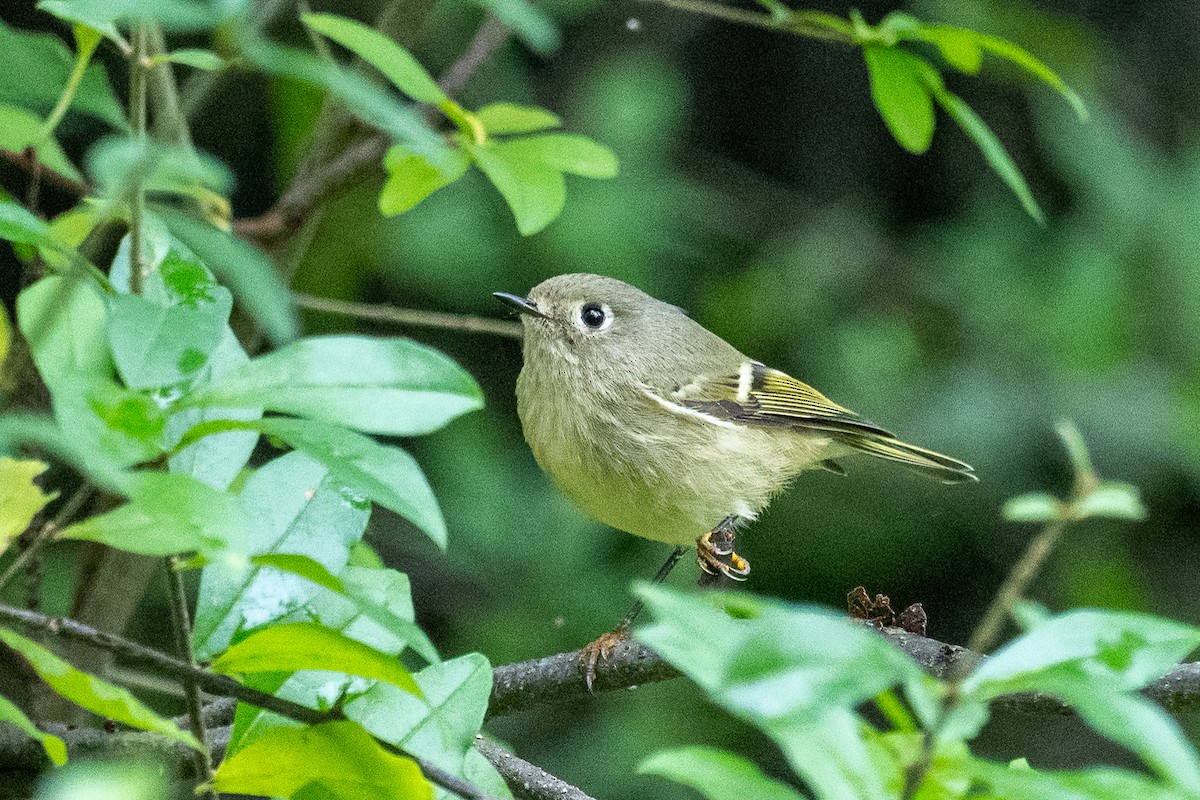 Ruby-crowned Kinglet - ML643497993