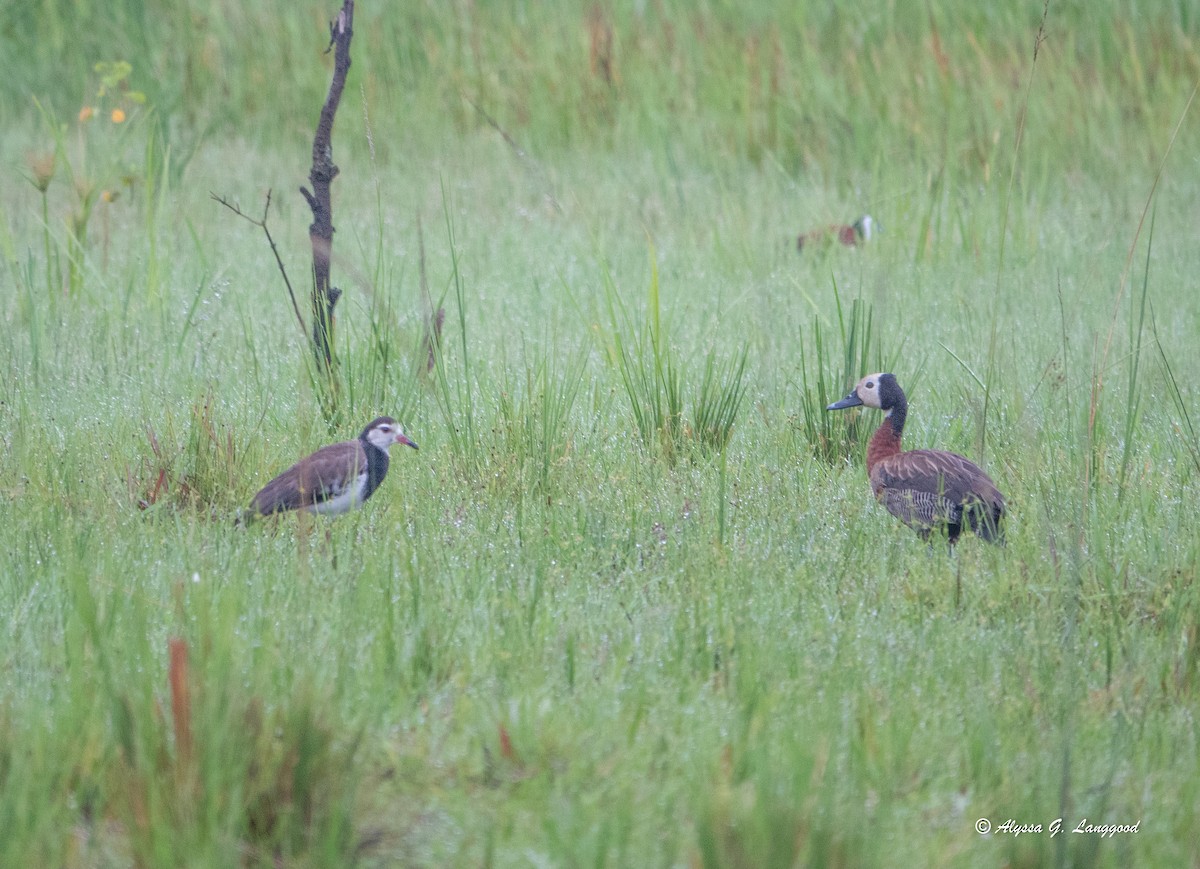Long-toed Lapwing - ML643497998