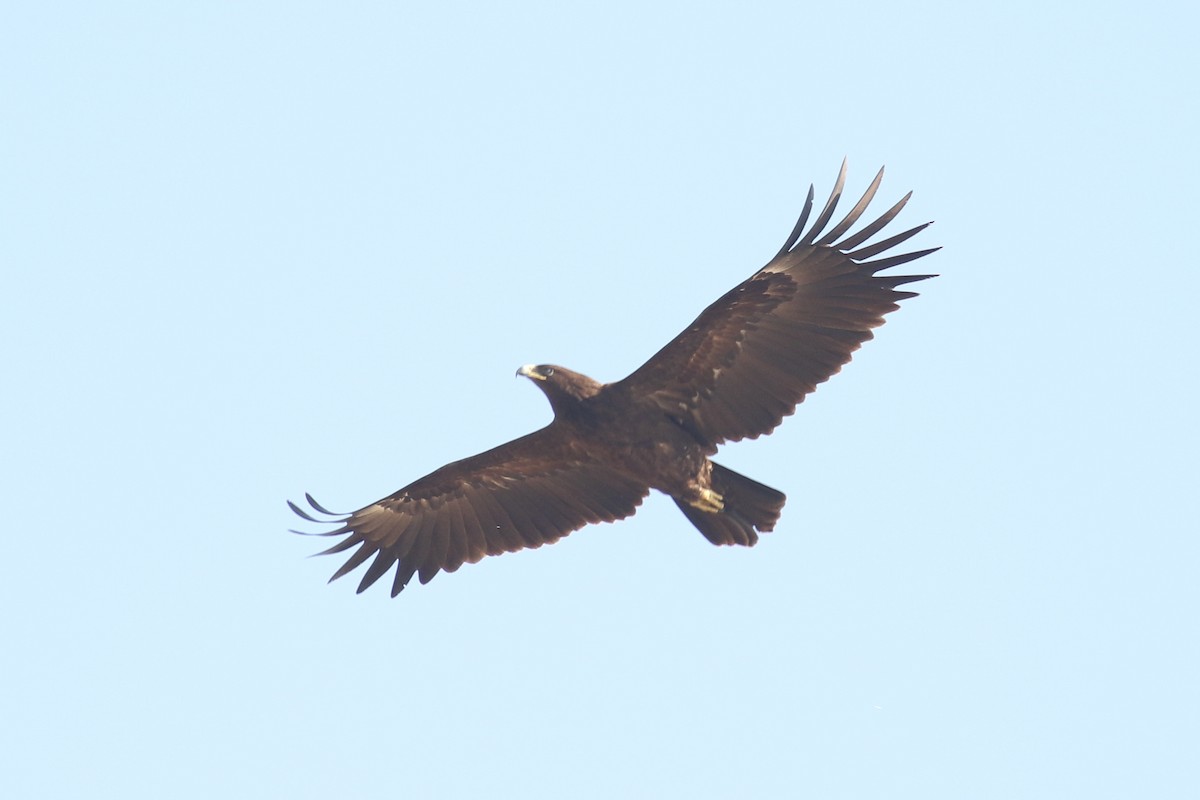 עיט סוואנות - ML643498020