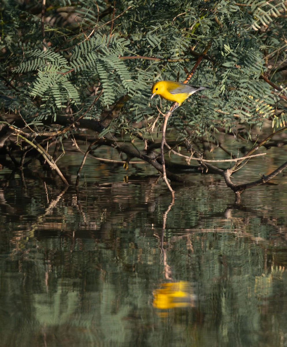 Prothonotary Warbler - ML643498028
