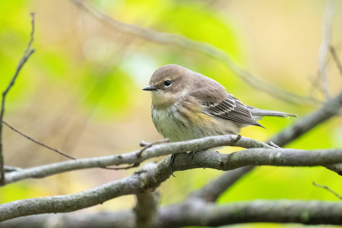 Yellow-rumped Warbler - ML643498033
