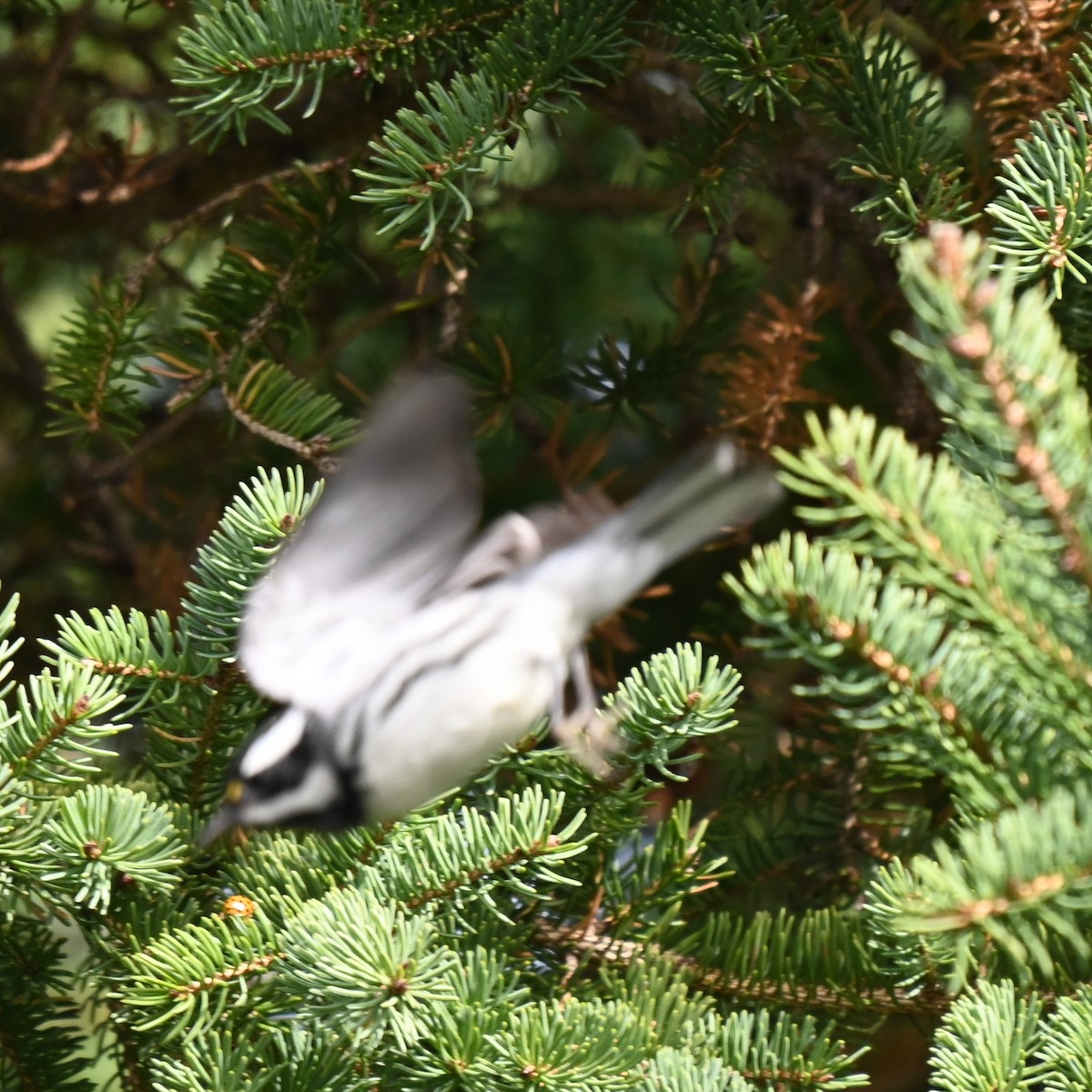 Black-throated Gray Warbler - ML643498059