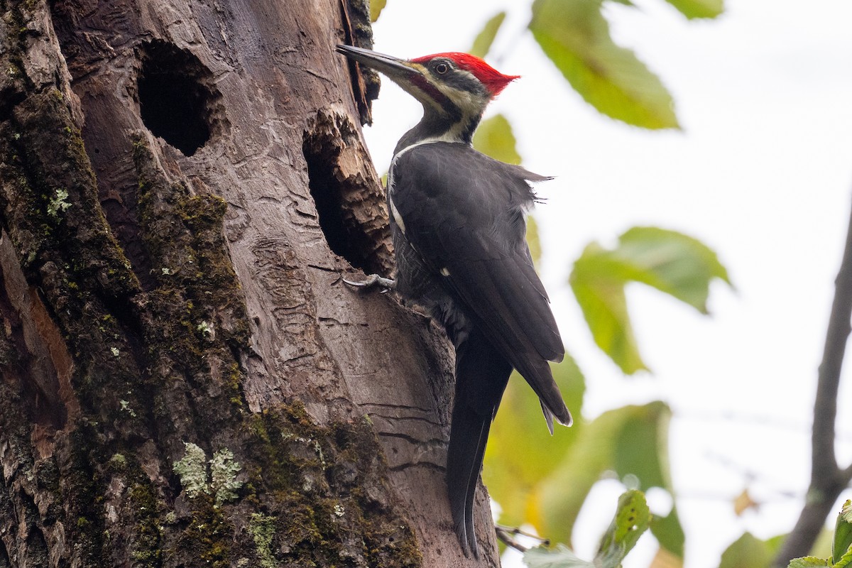 Pileated Woodpecker - ML643498064
