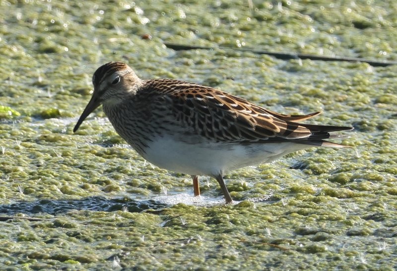 Pectoral Sandpiper - ML643498068