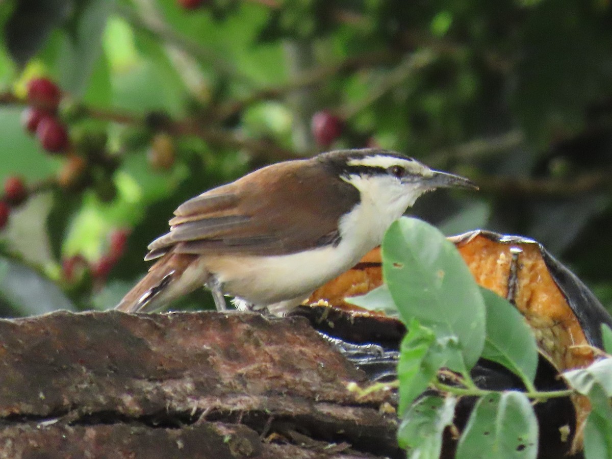 Bicolored Wren - ML643498071