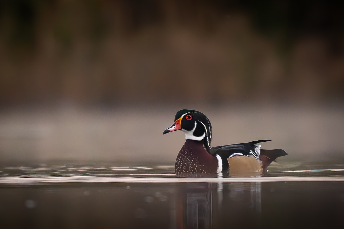 Wood Duck - ML643498073