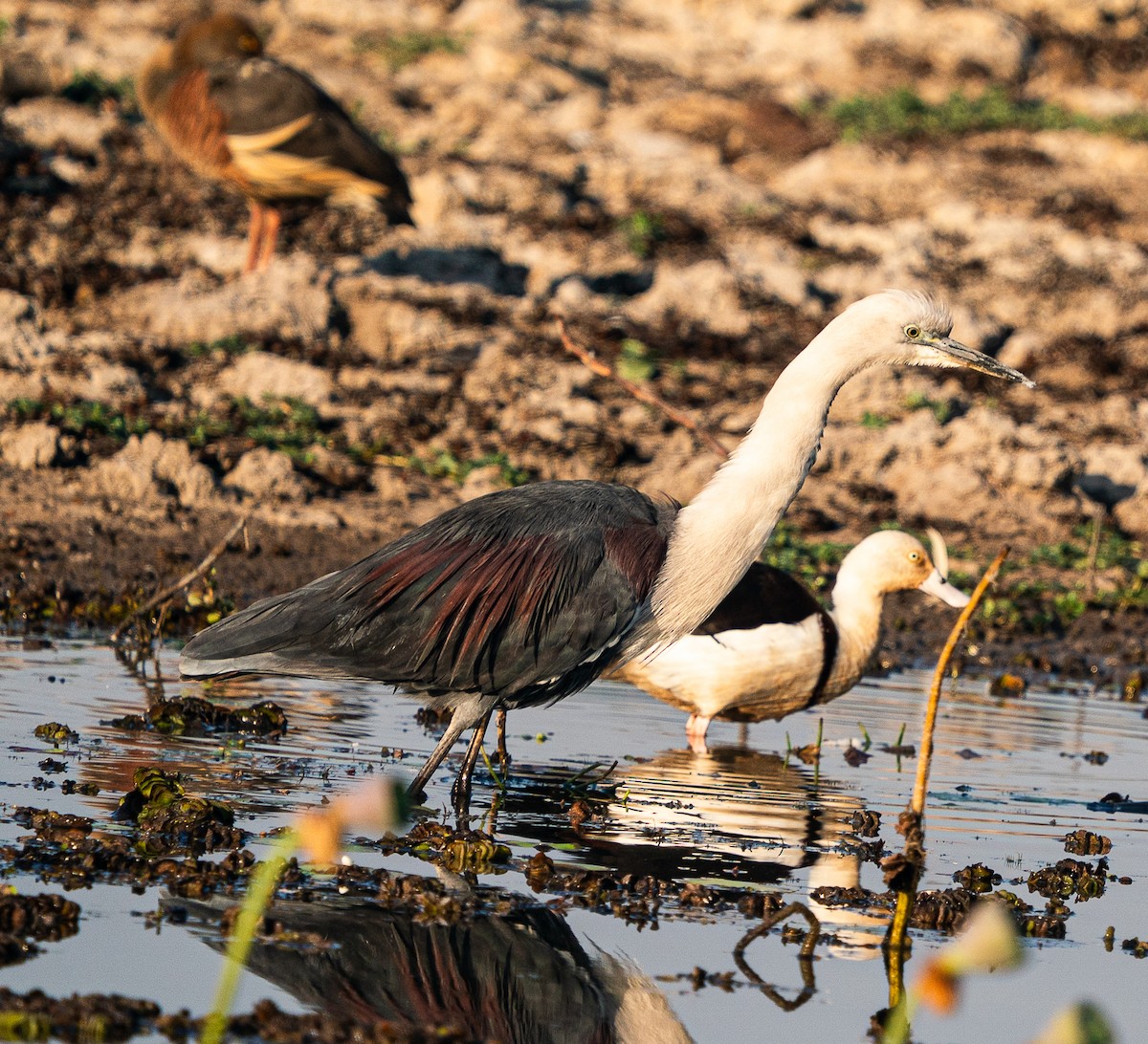 Pacific Heron - ML643498076