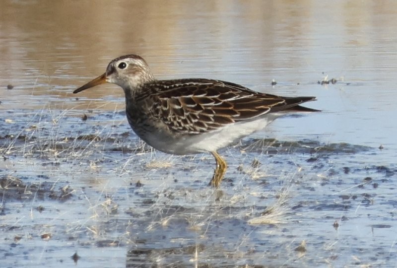 Pectoral Sandpiper - ML643498079