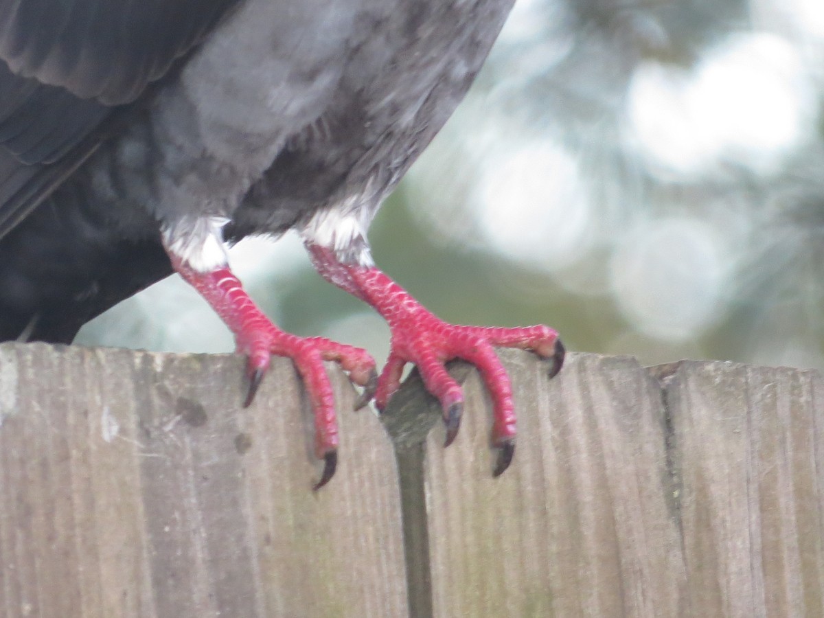 Rock Pigeon (Feral Pigeon) - ML643498080