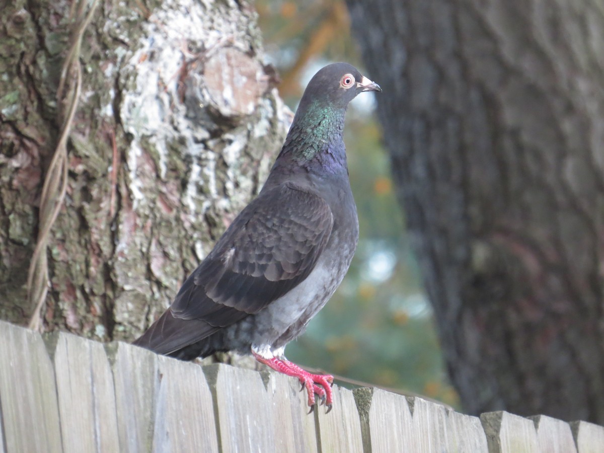 Rock Pigeon (Feral Pigeon) - ML643498081
