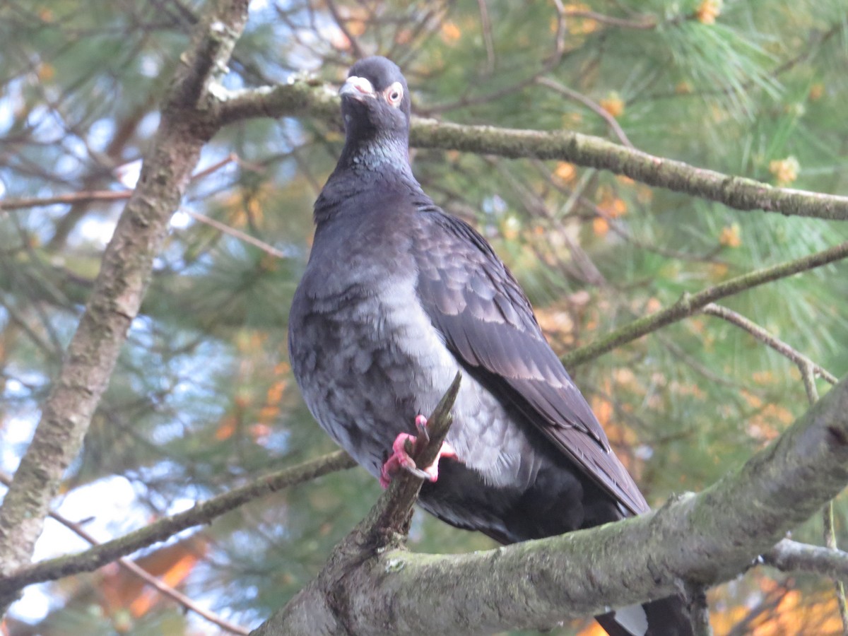 Rock Pigeon (Feral Pigeon) - ML643498082