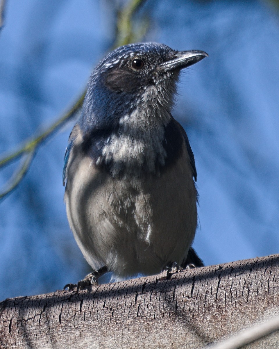 California Scrub-Jay - ML643498084