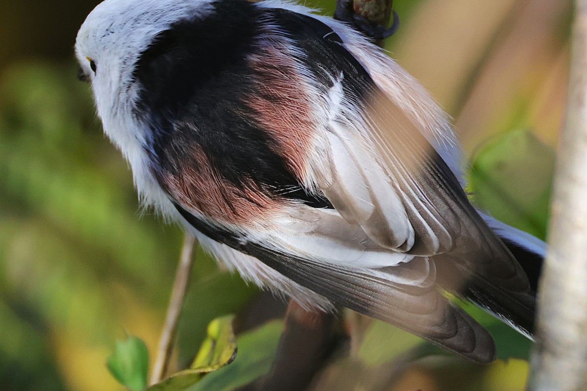 Long-tailed Tit - ML643498092