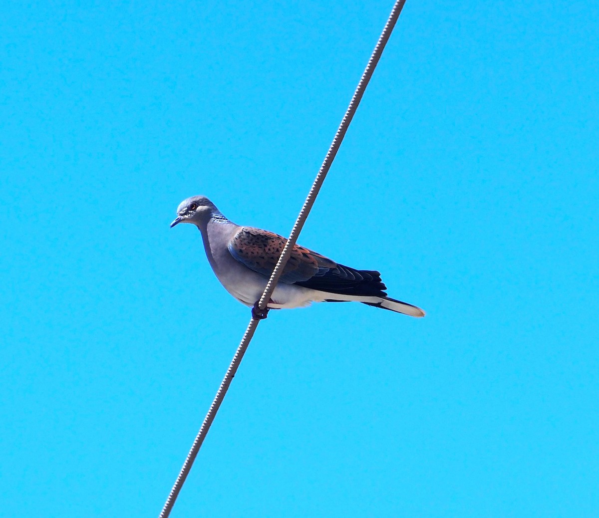European Turtle-Dove - ML643498100